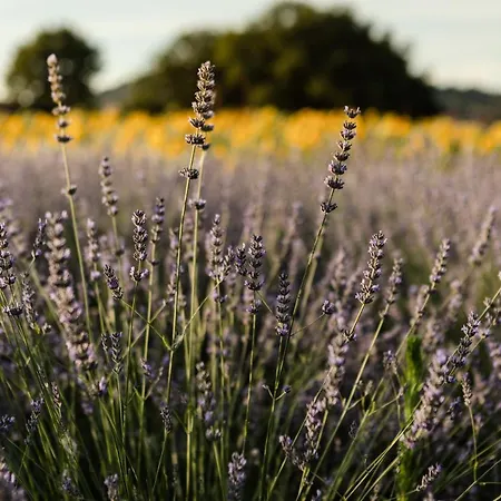 Agriturismo Casale San Lorenzo 农家乐