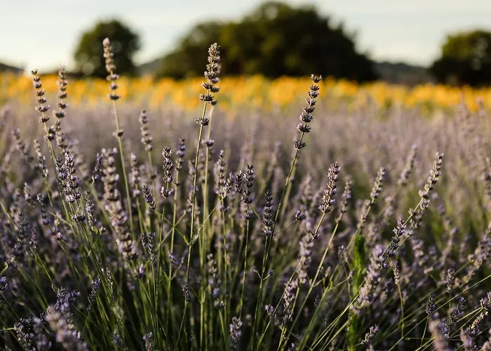 Agriturismo Casale San Lorenzo Alloggio per agriturismo
